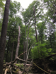 Canopy gap