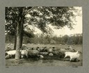 flat open field with trees on the edges and large group of sheep scattered around