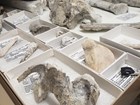 photo of fossils in a curated collection