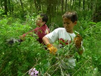 Two boys reach gloved hands into dense vegetation and rip out handfuls of tall, green stalks.
