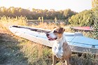 A dog sits next to a canoe on the lakeshore.