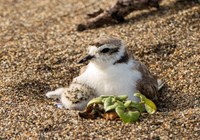 A small tan and white bird shields a chick in a sand depression next to a green plant