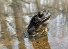 American toad 