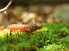 Eye level view of a red salamander creeping along bright green moss