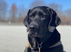 Black lab sitting at attention wearing a collar, leash, and a camouflage harness.