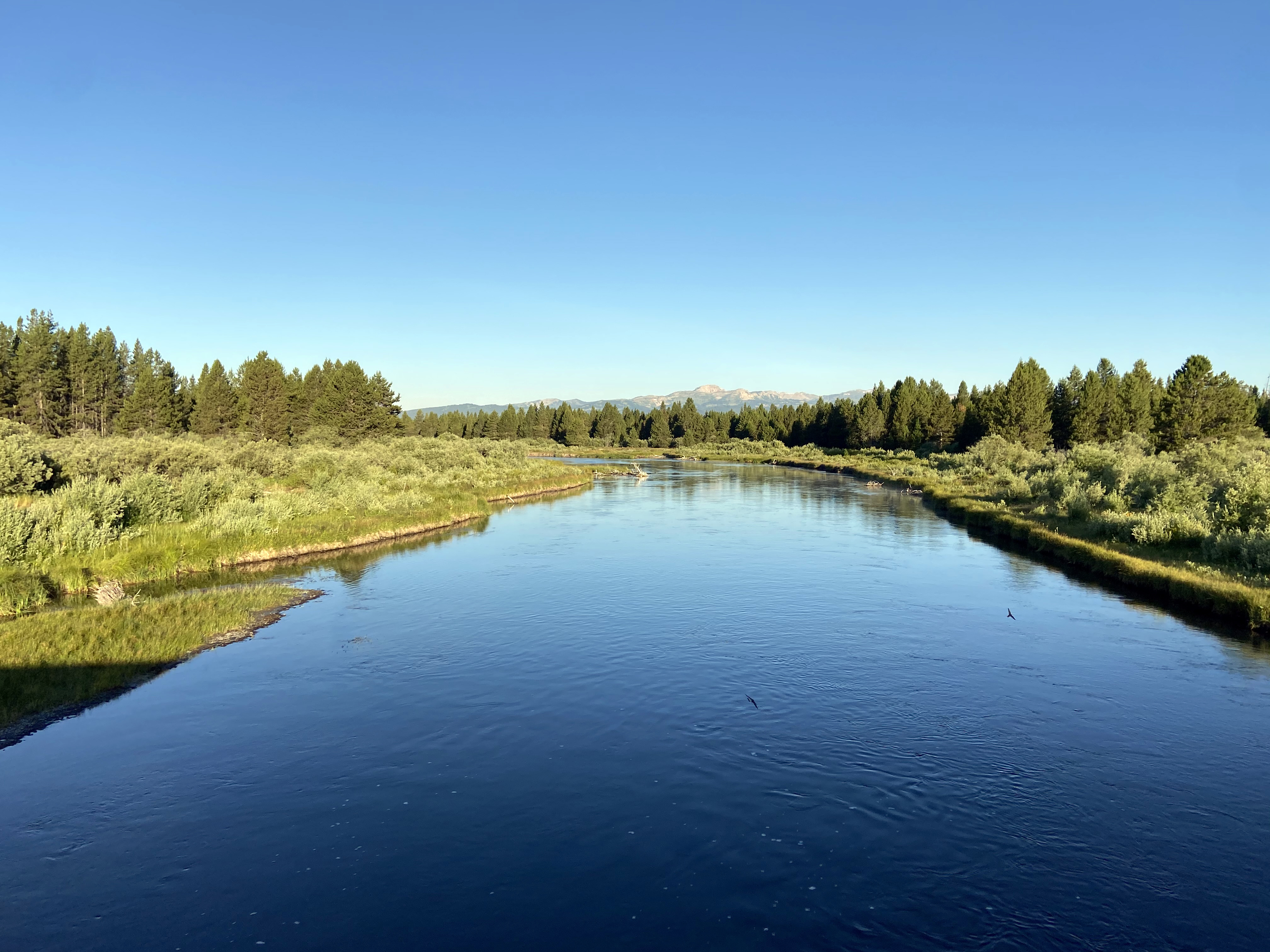 A blue river in a confer forest with a shrub-lined shore and mountains in the distance.
