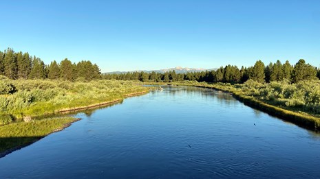 A blue river in a confer forest with a shrub-lined shore and mountains in the distance.