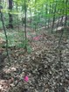 A cluster of about a dozen small pink flags are at the center of this sparse woodland.