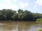 A muddy green river flows gently past its forested banks.