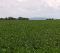 A blue ridge of mountains looms on the horizon of a green farm field of low crops. 