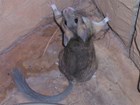 Photo of a wood rat.