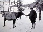 Black-and-white photo of a man hand-feeding an elk.