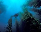SCUBA diver swims through kelp forest.