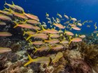 School of yellow fish swims away.