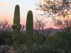 Two saguaros against a pink sunset, mountains behind.