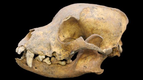 A smallish, yellowing skull with a large muzzle and canine teeth.