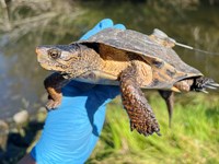 Turtles - Big Thicket National Preserve (U.S. National Park Service)