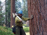 Dan Holmes holding a chainsaw and leaning against a very large tree.