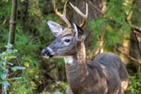 Antlered deer standing among green foliage