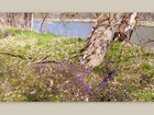 Riverbank with carpet of purple flowers. 