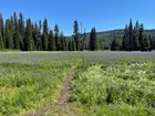 mountain meadow, with light purple flowers. Evergreen trees, blue skies and hills behind. 