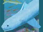 an artist's rendering of a prehistoric shark
