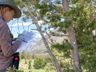 Woman records data on a form while standing next to a tagged whitebark pine tree.