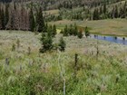 White transect tape laid out over a shrubby field near small pines.