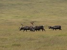 Caribou walking across a grassy field. 