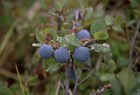 A cluster of blueberries growing on a branch. 