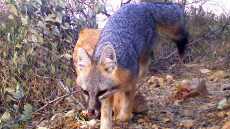 Desert Dogs (Coyote and Foxes) - Saguaro National Park (U.S. National Park  Service)