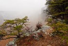 Rocks and trees surrounded by fog