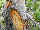 Orange-yellow blisters and a large patch of chewed bark on the trunk of a pine tree.