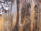 J-shaped groove chewed into the bole of a tree trunk by pine beetles.