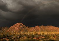 Dark storm clouds and rainbow over mountains and saguaros.