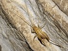 tan cave cricket on cave wall
