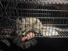 woodrat in cage