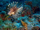 Two lionfish with bright orange stripes and long spines swim at a coral reef.