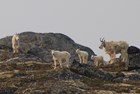 A family of mountain goats.