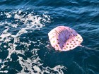 A pink balloon floats on open water. on the balloon is written 