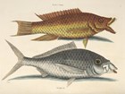 Color drawing of two shad fish
