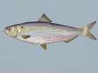 Drawing of fish lying flat with blue background