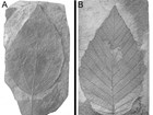 Photo with to fossil leaves.