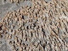 Photo of fossils on a rock slab.