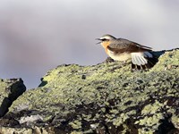 A bird sits on a rock.