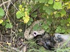 rattlesnake in green vegetation with half-devoured young cottontail rabbit next to it