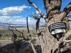 Round metal housing in dead tree