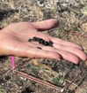 hand holding black seeds