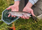 colorful trout in hands next to net over grass