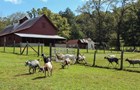 A herd of goats walk through a gate in a fence, surrounding a pasture in front of a barn.